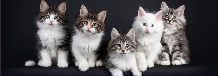 Chatons