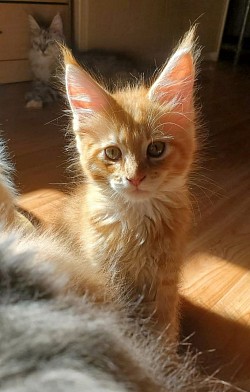Willy, red mackerel tabby