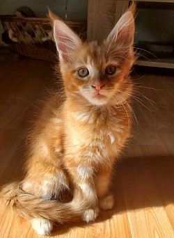 Yoda, red blotched tabby