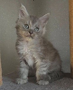 Akéla, bleu smoke