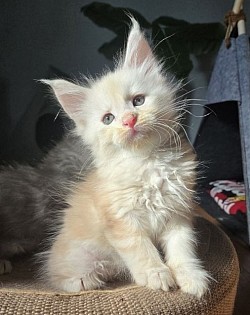 Atlas, red silver blotched tabby