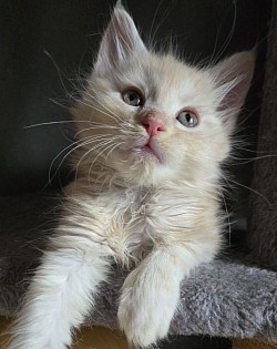 Arya, crème silver blotched tabby