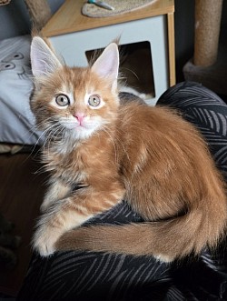 Aslan, red blotched tabby, polydactyle