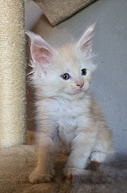 Asia, red silver blotched tabby