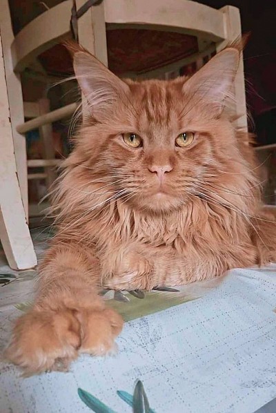 Brown tabby