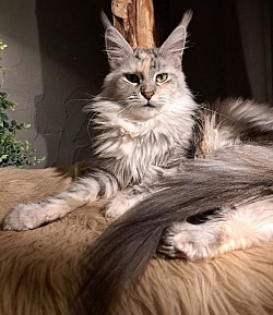 UNA, BLACK SILVER BLOTCHED TORTIE TABBY