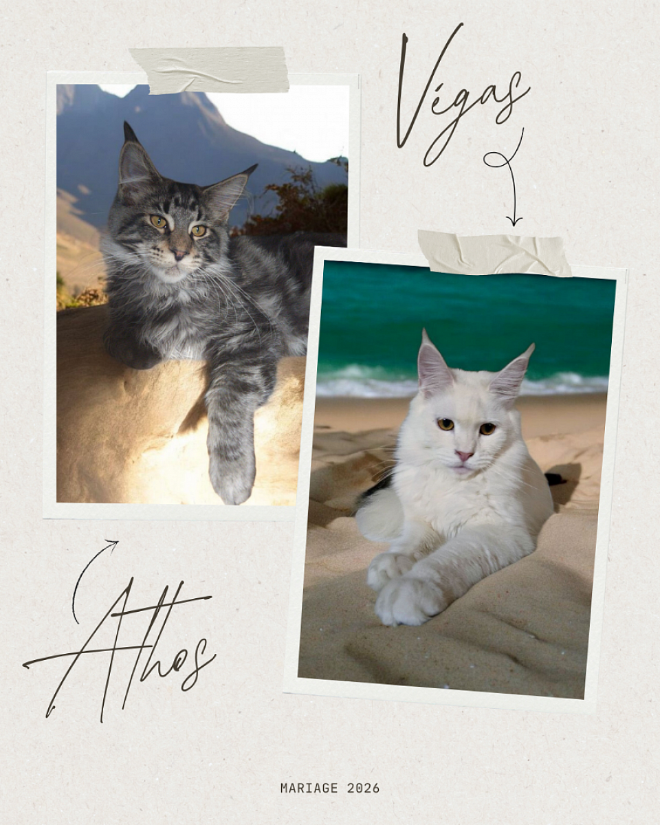 Mariage prévue mi 2026