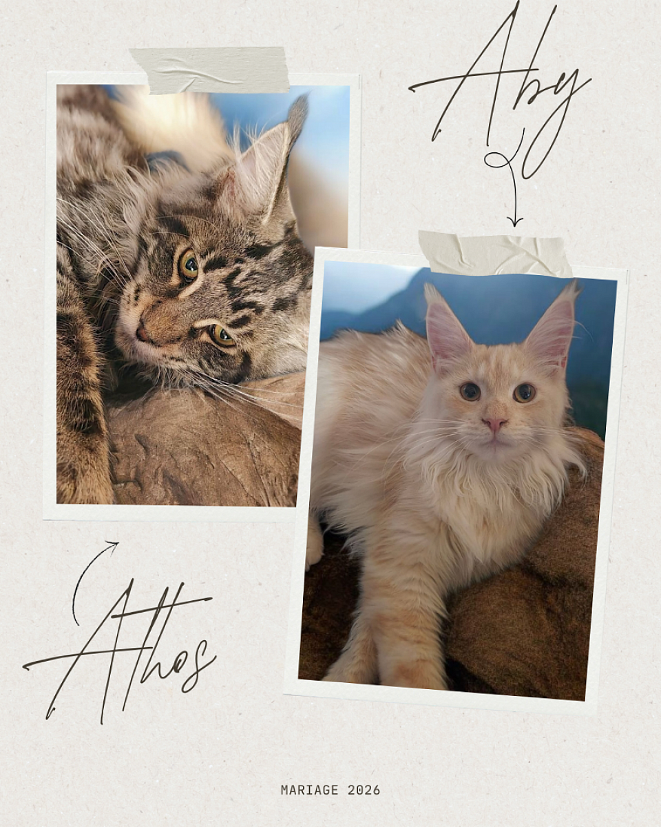 Mariage prévue fin 2026