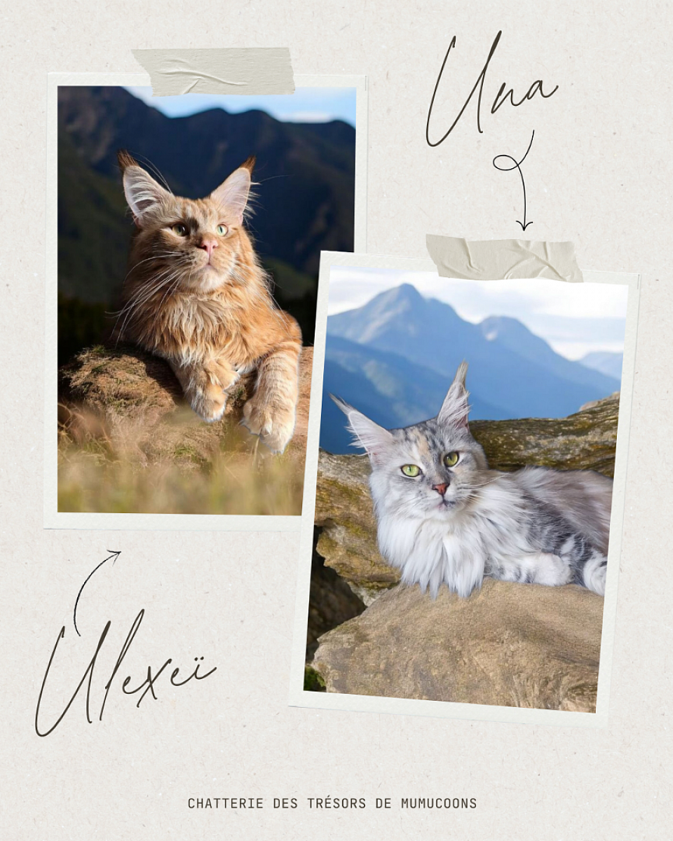 Re-Mariage prévue début 2026