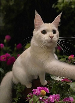 VEGAS RED CHINCHILLA