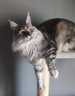 UNA BLACK SILVER TORTIE