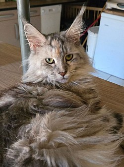 UNA, BLACK SILVER BLOTCHED TORTIE TABBY