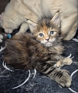 Bella, Brown tortie blotched tabby, P