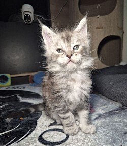 Berlioz, Black silver blotched tabby