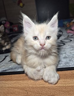 Barley, Red silver blotched tabby, PP