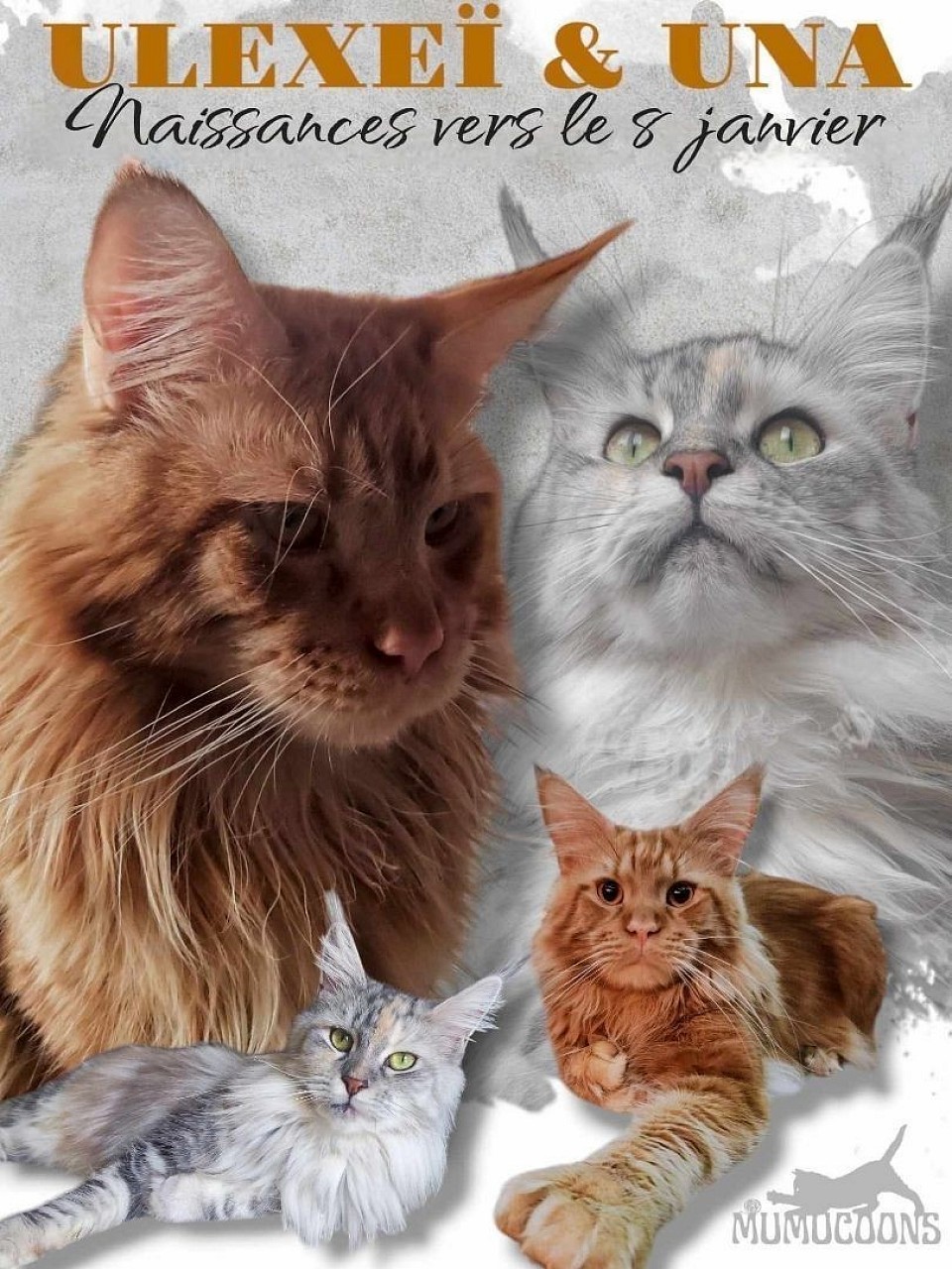 Les chatons du Mariage de Una et Ulexeï