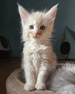 Arya, crème silver blotched tabby