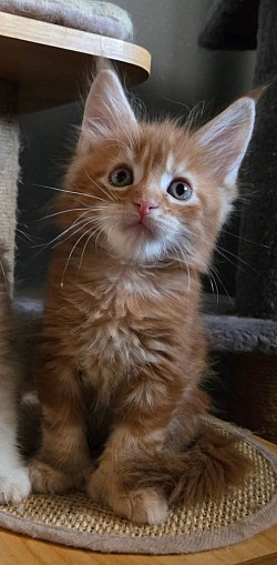 Aslan, red blotched tabby, P