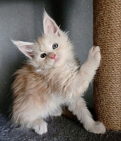 Asia, red silver blotched tabby